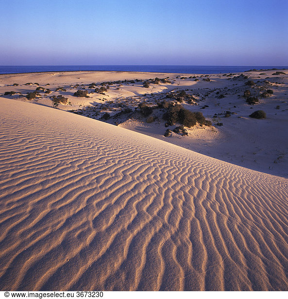Fuerteventura Kanarische Inseln Kanaren Spanien El Jable bei Corralejo Naturpark Sanddünen