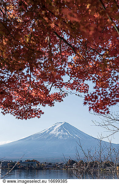 Fuji mountain with Autumn maple leaves view in Kawaguchigo lake