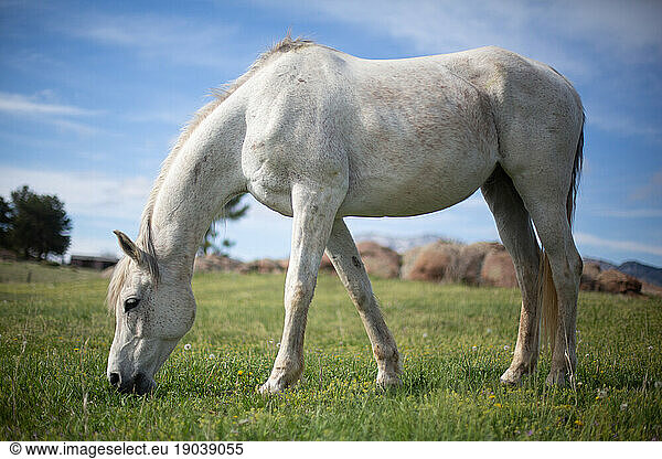 Full body shot of horse eating in a green field