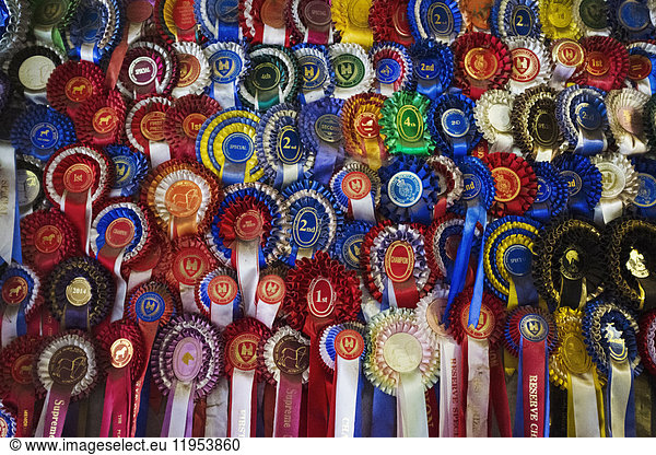 Full frame close up of a large display of winning rosettes  competition awards in various colours. Sporting competitions or show animal awards.