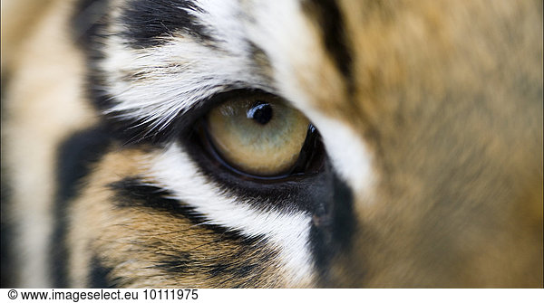 Full frame extreme close up of Bengal tiger eye and stripes