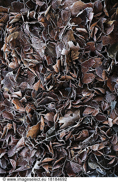 Full frame of frosted autumn leaves