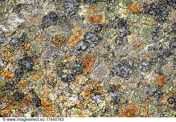 Full frame of lichen covering rocky surface