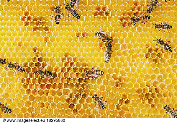 Full frame of worker bees on honeycomb