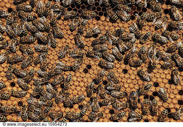 Full frame shot of bees on honeycomb tray