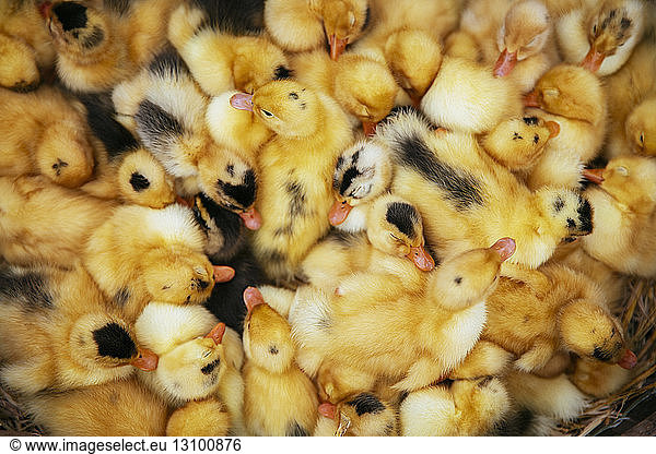 Full frame shot of ducklings