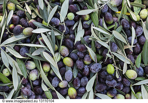 Full frame shot of fresh olives