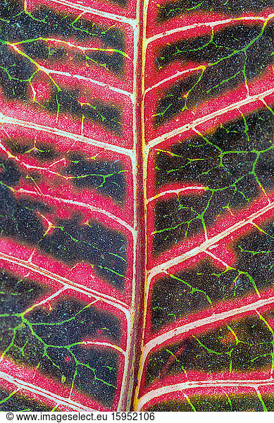 Full frame shot of patterned leaf