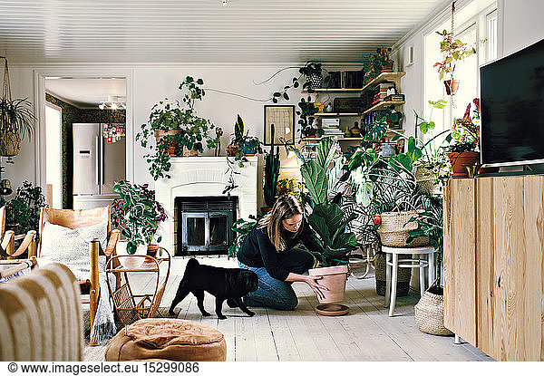 Full length of woman crouching by pug while positioning potted plant on plate in room at home