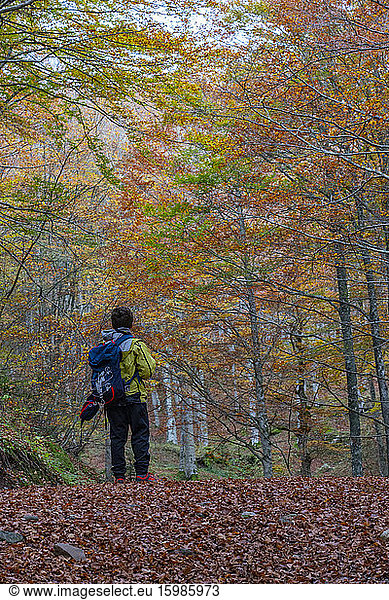 Full length rear view of boy hiking in forest
