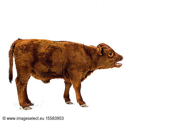 Full length side view of brown calf on white background.