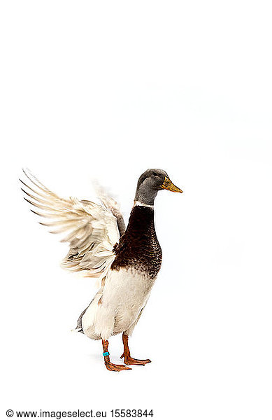 Full length view of white and brown duck with grey head on white background.