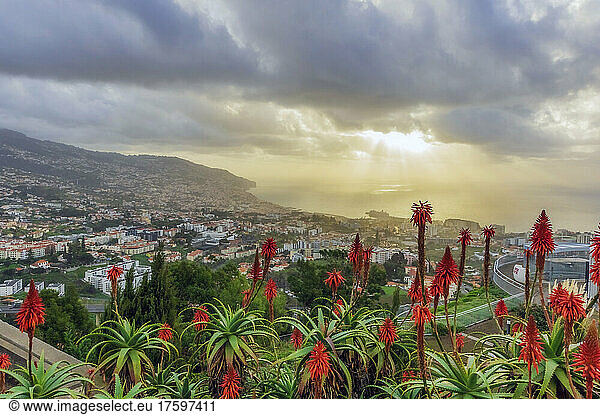 Funchal seen from public square at sunset  Madeira  Portugal