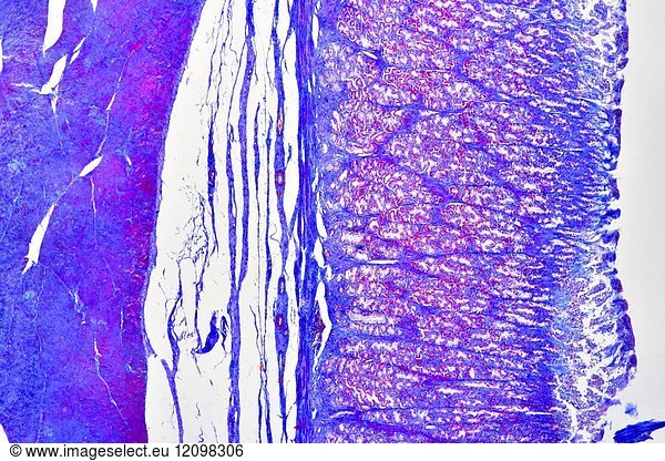 Fundic Region Stomach (cross Section) Showing Mucosa Fundic Region 