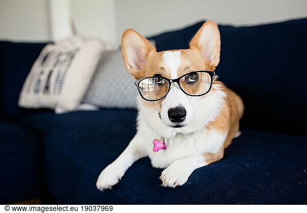 Funny Corgi dog wearing glasses and looking up laying on couch indoors
