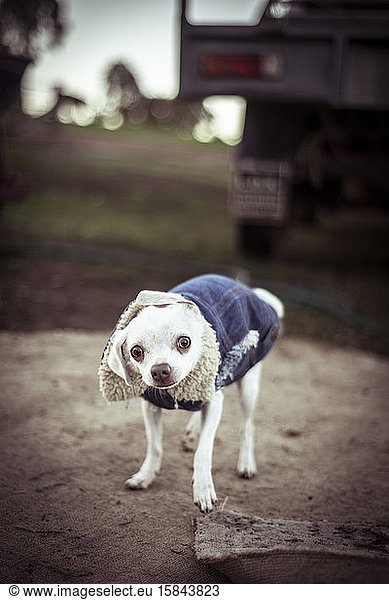 Funny moment of small dog shaking head with jacket on farm outdoors