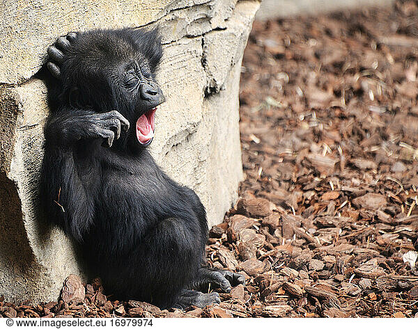 Funny sleepy baby gorilla yawning