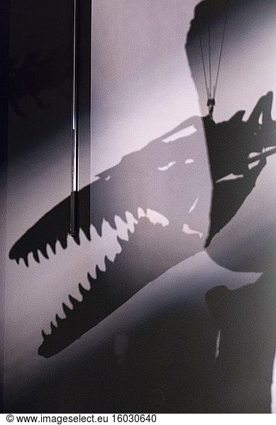 Furchterregende gezackte Dinosaurierkiefer umschlingen eine schattige Ausstellungsecke im Confluence Museum  Lyon  Frankreich.