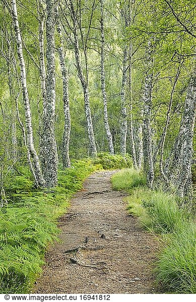 Fussweg im Birkenwald  Craigellachie National Nature Reserve  Schottland  Großbritannien  Europa