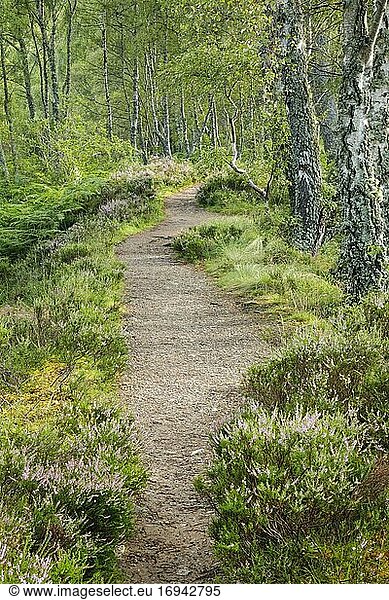 Fussweg im Birkenwald  Craigellachie National Nature Reserve  Schottland  Großbritannien  Europa