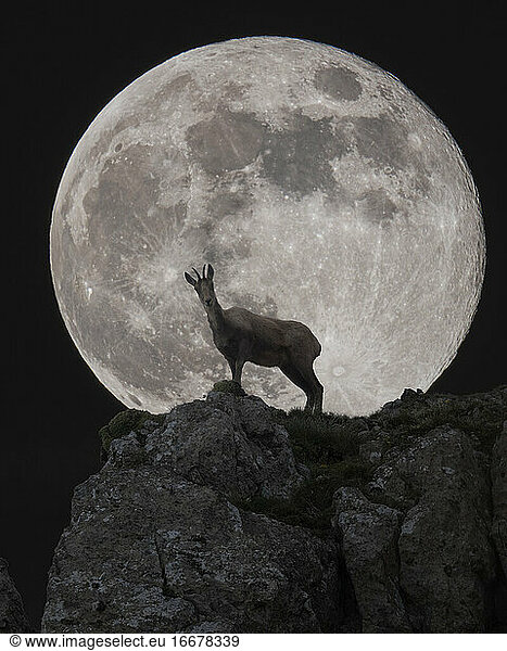 Gämse vor dem nächtlichen Vollmond