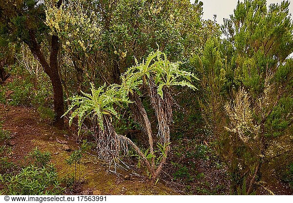 Gänsedistel (Sonchus)  Lorbeerwald bei Las Creces  Nationalpark Garajonay  La Gomera  Kanarische Inseln  Spanien  Europa