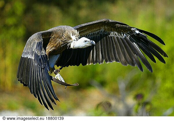 Gänsegeier (Gyps fulvus) im Anflug mit gespreizten Flügeln  Goose's vulture in the approach with spread wings  Gyps fulvus