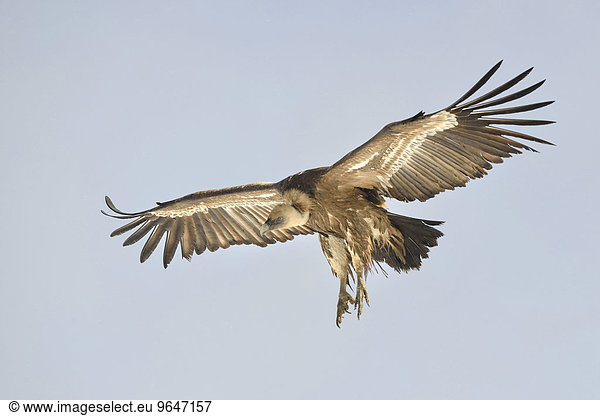 Gänsegeier (Gyps fulvus) im Flug Pyrenäen Katalonien Spanien Europa
