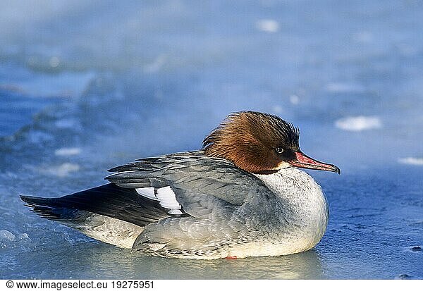 Gänsesäger (Mergus merganser) weiblicher Altvogel ruht auf einer Eisfläche  Common Merganser female bird rest on a frozen surface (Goosander)