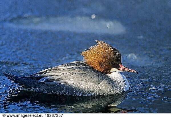 Gänsesäger (Mergus merganser) weiblicher Altvogel schwimmt auf einer freien Wasserfläche zwischen Eis  Goosander female bird swims on a free water surface between ice (Common Merganser)