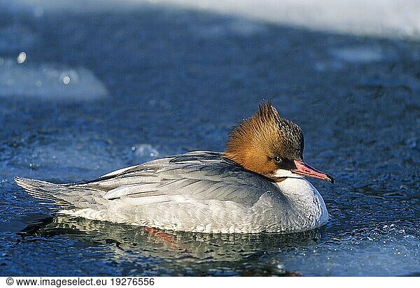 Gänsesäger (Mergus merganser) weiblicher Altvogel schwimmt auf einer freien Wasserfläche zwischen Eis  Goosander female bird swims on a free water surface between ice (Common Merganser)