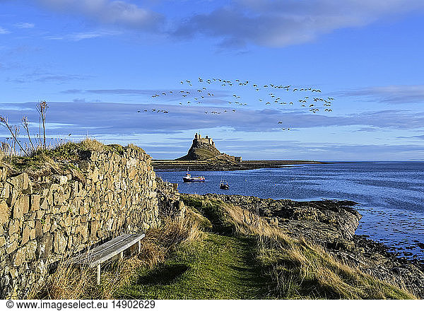 Gänseschwarm fliegt über Lindisfarne Castle auf Holy Island; Lindisfarne  Northumberland  England
