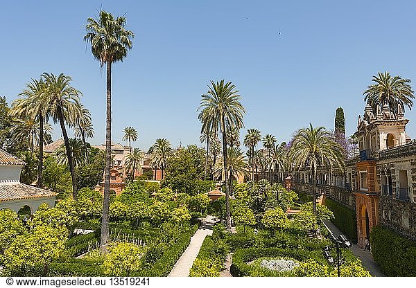 Gärten mit Palmen im Alcazar  Königspalast von Sevilla  Sevilla  Spanien  Europa