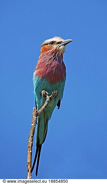 Gabelracke  Lilac-Breasted Roller  Kruger Nationalpark  S