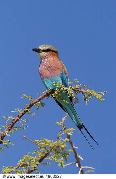 Gabelrake  Grünscheitelracke oder Gabelschwanzracke (Coracias caudata)  Altvogel auf Zweig  Etosha  Namibia  Afrika