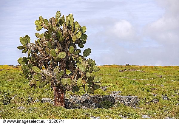 Galápagos-Feigenkaktus (Opuntia echios) South Plaza Island Isla Plaza Sur Galapagos UNESCO-Weltnaturerbe Ecuador Südamerika