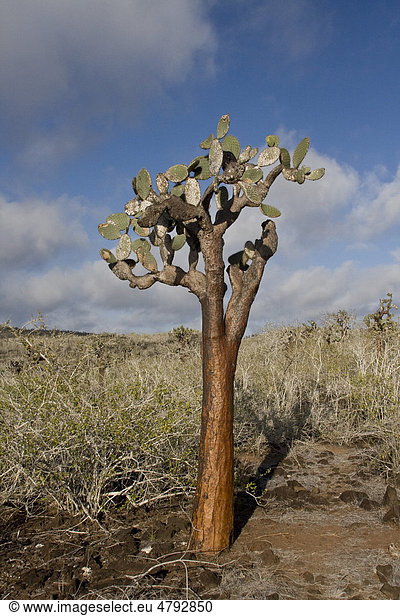 Galapagos-Feigenkaktus (Opuntia echios var. barringtonensis) auf Insel Santa Fe Galapagos-Inseln Pazifik