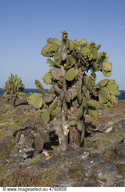 Galapagos-Feigenkaktus (Opuntia echios var. barringtonensis)  Insel Plaza Sur  Galapagos-Inseln  Pazifik