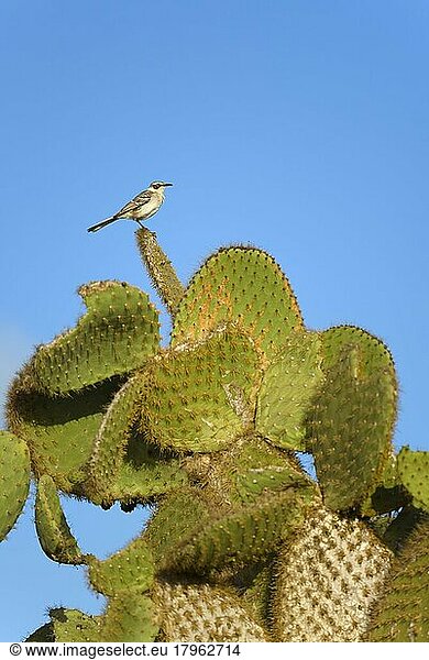 Galapagos mockingbird (Mimus parvulus) sitting on cactus plant (Cactaceae)  Santa Cruz Island  Galapagos  Ecuador  South America