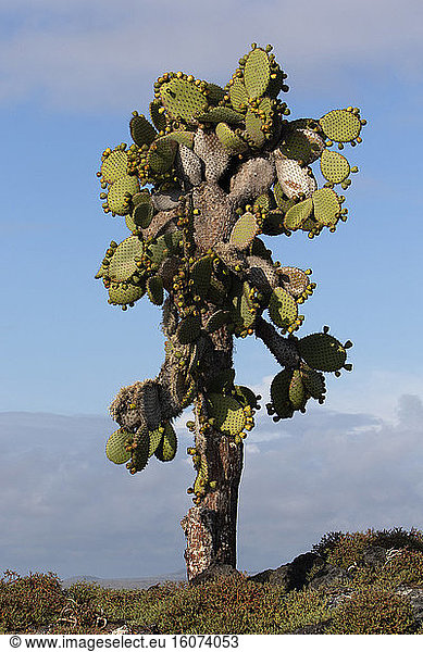 Galapagos prickly pear (Opuntia echios echios)  South Plaza Island  Galapagos Islands