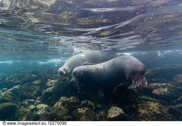 Galapagos-Seelöwen (Zalophus californianus wollebaeki)  Unterwasseraufnahme  Insel Santa Fe  Galapagos-Inseln  Ecuador