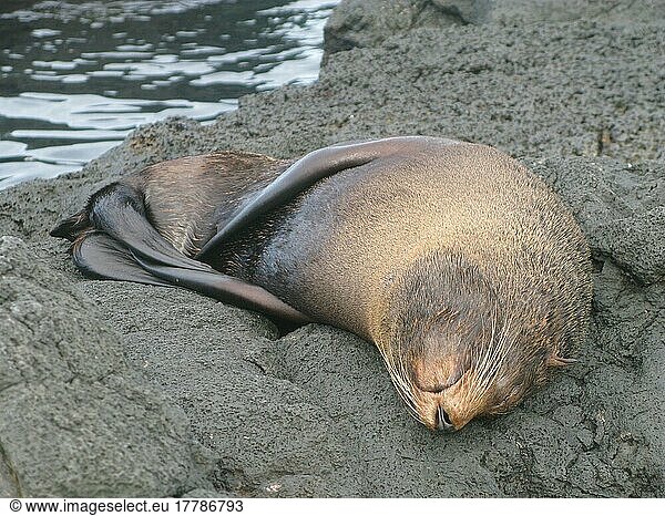 Galapagosseebär  Galapagosseebären (Arctocephalus)  Meeressäuger  Raubtiere  Robben  Säugetiere  Tiere  Galapagos Fur Seal galapago