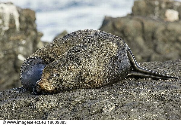 Galapagosseebär  Galapagosseebären (Arctocephalus)  Meeressäuger  Raubtiere  Robben  Säugetiere  Tiere  Galapagos fur seal galapago