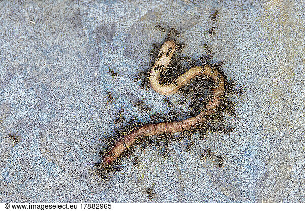 Garden ants (Lasius niger) attacking an earthworm  spring  Pas de Calais  France