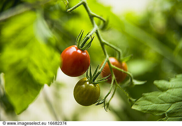 Garden Cherry Tomatoes Ripening on the Vine Macro Closeup