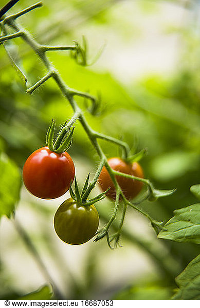 Garden Cherry Tomatoes Ripening on the Vine Macro Closeup