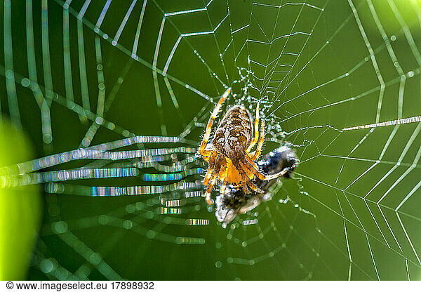 Garden cross spider eating prey on web