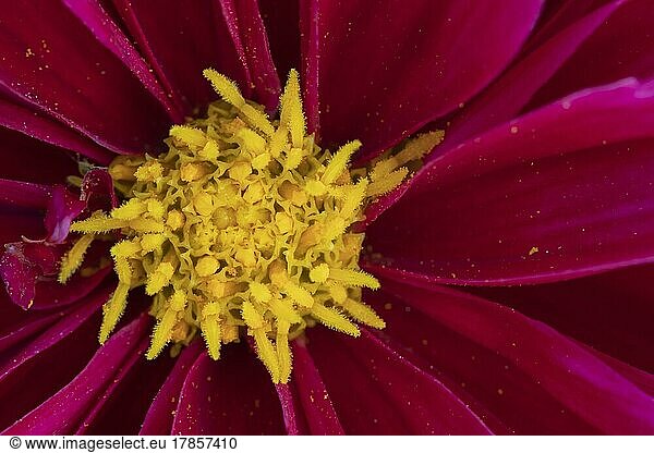 Garden dahlia (Dahlia pinnata) close up of centre of a single flower  Suffolk  England  United Kingdom  Europe