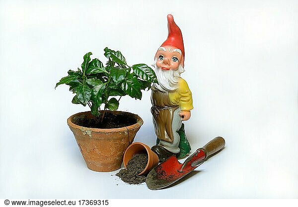 Garden gnome and clay pot with plant  Germany  Europe