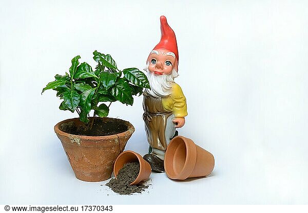 Garden gnome and clay pot with plant  Germany  Europe